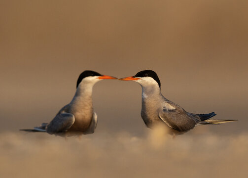 A pair of White-cheeked Tern perched on ground at Tubli, Bahrain
