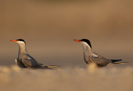 A pair of White-cheeked Tern perched on ground at Tubli bay, Bahrain
