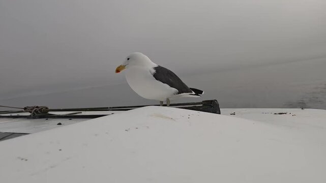 Kelp Gull Resting on a Boat at Walvis Bay, Namibia