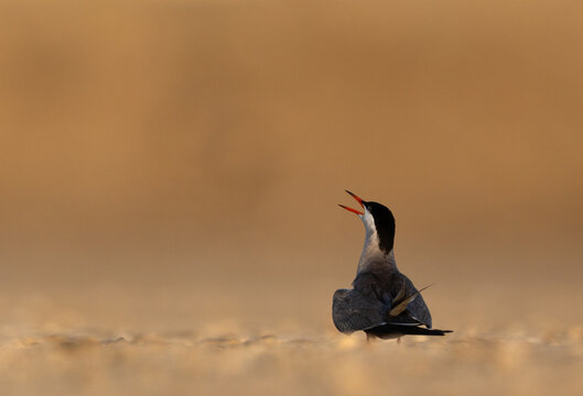 White-cheeked Tern perched on the ground calling at Tubli, Bahrain