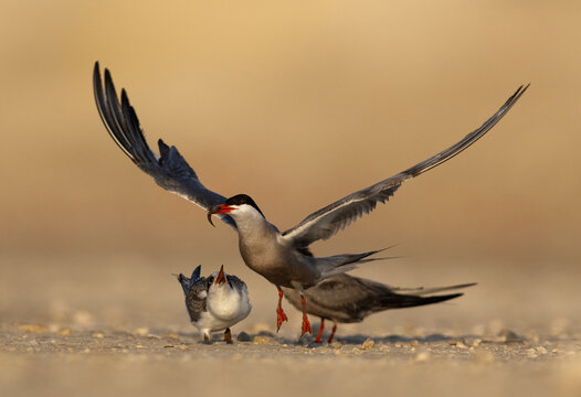 Juvenile White-cheeked Tern begging for food at Tubli, Bahrain