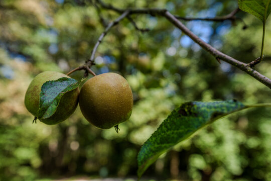 &Auml;pfel h&auml;ngen an einem Ast in einem Wald