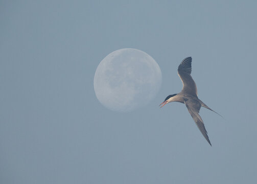 A double exposure image of a White-cheeked Tern flying with moon at the backdrop