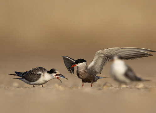 A juvenile White-cheeked Tern trying to swallow a fish at Tubli, Bahrain