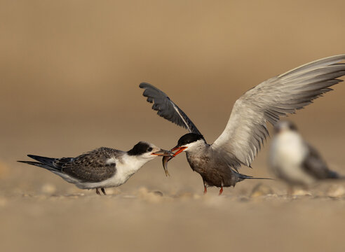 White-cheeked Tern feeding fish to the young one at Tubli, Bahrain