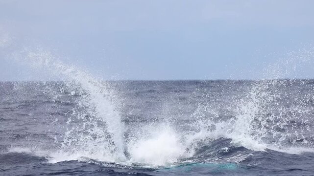 A young humpback whale calf leaps joyfully from the crystal blue waters of the Kingdom of Tonga, creating a spectacular splash as it briefly soars above the ocean surface.