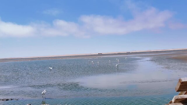 Flamingos at Walvis Bay Lagoon, Namibia, Seen While Driving