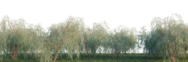 Eucalyptus caesia Silver Princess tree line, Forest Edge, Backdrop cutout, isolate transparent background, Dense row of weeping willow trees with a lush green ground and gentle lighting. © DH Tree Stock
