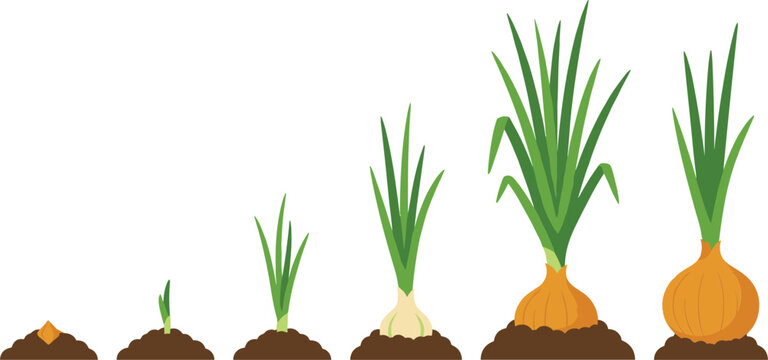 Onion plant life cycle showing root development and sprout growth from bulb in brown soil
