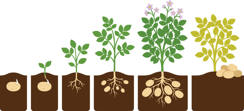 Potato plant growth cycle vector illustration isolated stages with roots on transparent background