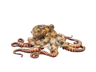 Detailed octopus with curled tentacles isolated on transparent background © PNG Studio 99
