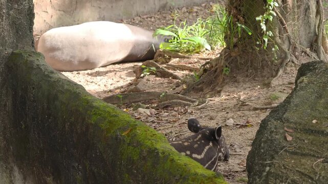 An Adorable 3-week Old Malayan Tapir Baby Relaxing While Mother Napping