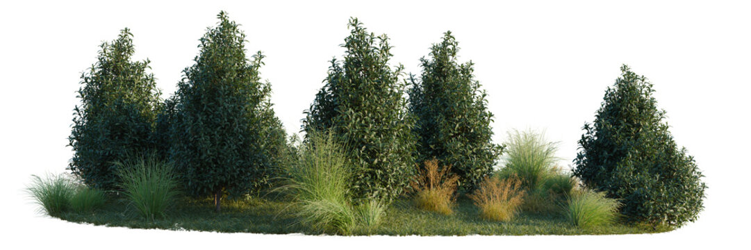 Poa labillardieri Eskdale, Tasmannia purpurascens and T tree line, Forest Edge, Backdrop cutout, isolate transparent background