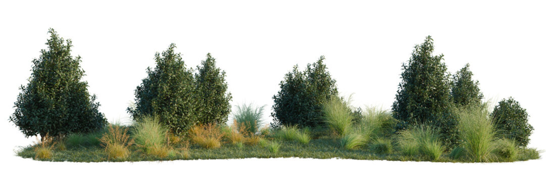 Poa labillardieri Eskdale, Tasmannia purpurascens and T tree line, Forest Edge, Backdrop cutout, isolate transparent background