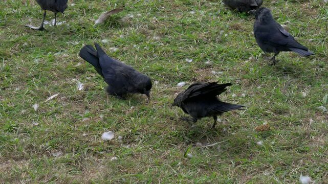 Jackdaws (Corvus monedula) fighting as two Coots (Fulica atra) look on. September, Kent, UK [Slow motion x4]