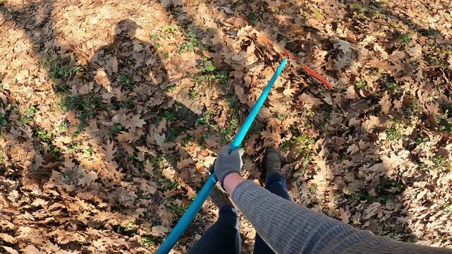 Autumn routine and yard care, cleaning the garden in first person view. Gardener raking fallen leaves with a rake, POV. Hands of a man in gloves holding a blue rake handle during autumn lawn cleaning
