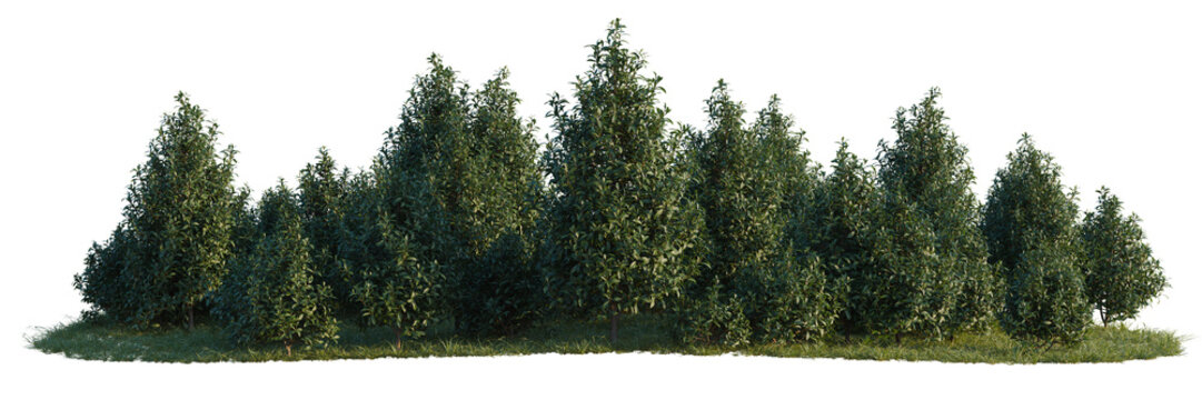 Tasmannia purpurascens tree line, Forest Edge, Backdrop cutout, isolate transparent background, Dense evergreen trees with lush foliage on a grassy hill landscape - nature background