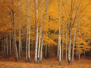 Fototapeta premium Golden autumn birch forest with yellow foliage and tall white tree trunks in soft morning light, fall landscape