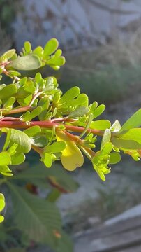 Camera panning over fresh purslane (medicinal herb & wild vegetable) in sunlight