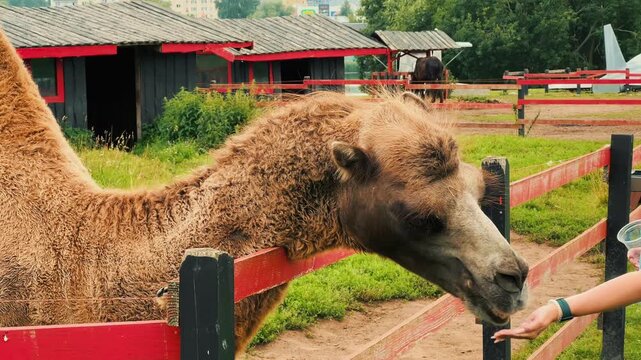 Side view of a person hand-feeding a furry camel leaning over a wooden paddock fence at an outdoor zoo or safari park.