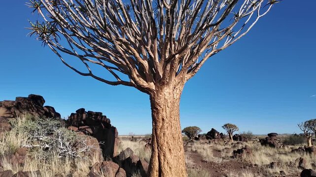Quiver Tree Against a Clear Blue Sky in Namibia