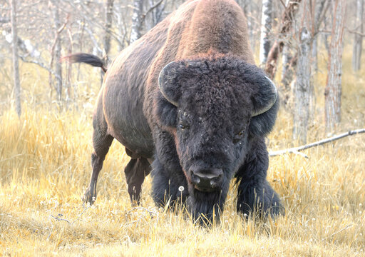 plains bison staring straight into camera from close up in sepia tones