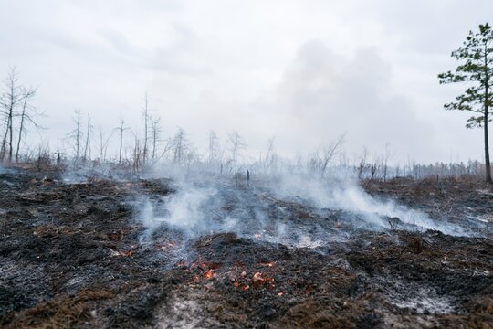 The Burned Field After Wildfire: Desolate Charred Landscape With Smoke