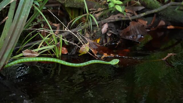 Slender Asian Vine Snake Moving Upstream in Borneo Tropical Rainforest, Ahaetulla prasina Crossing Flowing Water, Green Whip Snake, Wild Indonesian Reptile Behavior