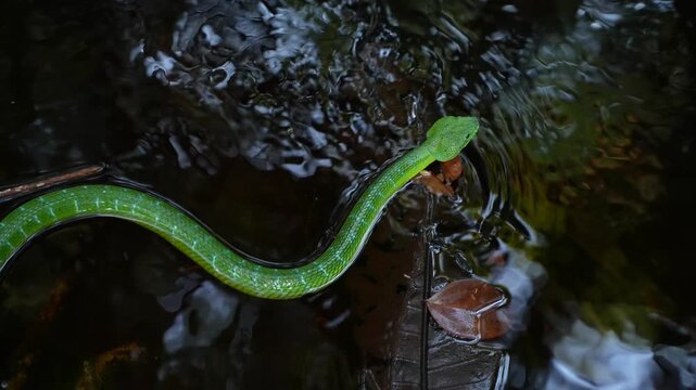 Oriental Whip Snake Swimming Against Flowing Stream in Borneo Rainforest, Ahaetulla prasina Navigating Shallow Water, Green Vine Snake in Natural Indonesian Habitat