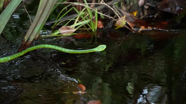 Ahaetulla prasina Oriental Whip Snake Moving Through a Borneo Jungle Stream, Green Vine Snake Traveling Against Water Current, Tropical Rainforest Reptile, Natural Wildlife Scene