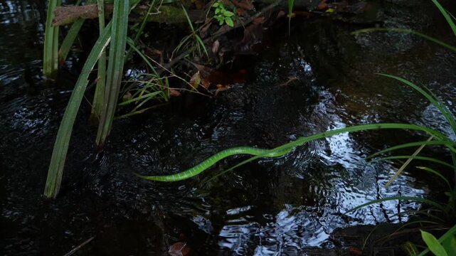 Asian Vine Snake Ahaetulla prasina Traveling Upstream Through Shallow Forest Water, Green Slender Reptile Moving Against the Stream Current in Borneo Rainforest
