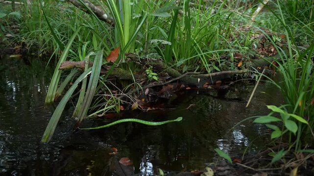 Oriental Whip Snake Crossing a Tropical Forest Stream Against the Water Flow, Ahaetulla prasina Green Vine Snake in Borneo, Natural Reptile Movement and Rainforest Habitat
