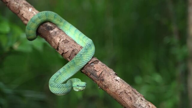 Green Pit Viper Curled Around a Branch With Head Suspended Below, Tropical Rainforest Snake in Borneo, Arboreal Reptile, Wild Indonesian Jungle Habitat