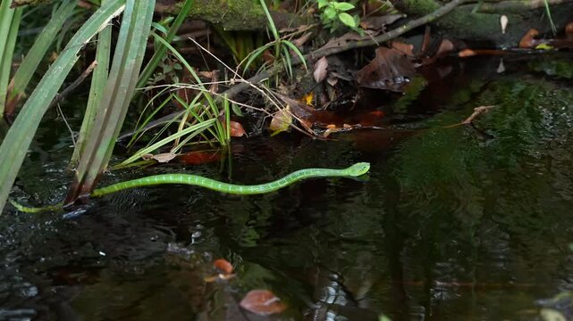 Green Asian Vine Snake Ahaetulla prasina Moving Through Running Water Against the Current, Tropical Borneo Jungle Stream, Slender Arboreal Reptile, Indonesian Wildlife