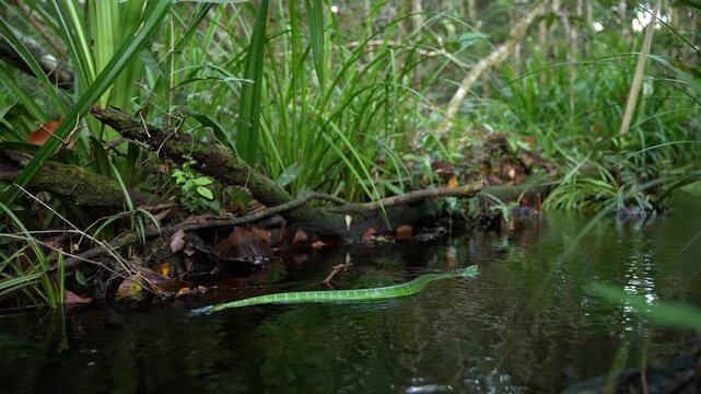 Oriental Whip Snake Ahaetulla prasina Moving Against the Current in a Tropical Borneo Forest Stream, Slender Green Vine Snake Crossing Flowing Water, Indonesian Wildlife
