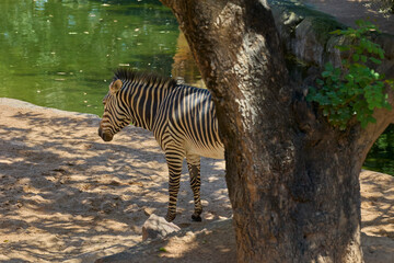 Fototapeta premium Plains zebra standing beside green water in natural enclosure