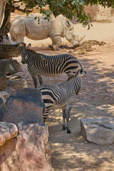 Fototapeta premium Two plains zebras with white rhinoceros in safari enclosure