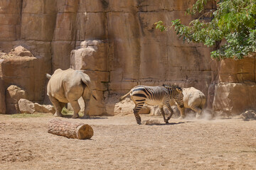 Fototapeta premium Zebra with adult and young white rhinoceroses in safari habitat