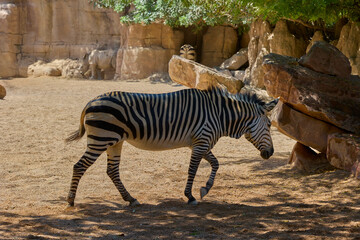 Fototapeta premium Plains zebra walking across natural rocky enclosure in sunlight