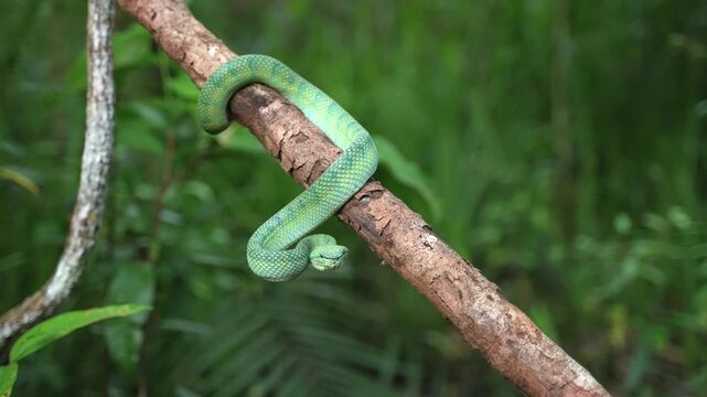 Bornean Green Pit Viper Coiled Around Tree Branch in Tropical Rainforest, Venomous Green Snake Hanging From Woodland Limb, Indonesian Borneo Reptile Wildlife