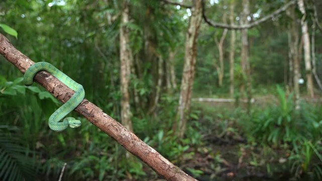 Bornean Green Pit Viper Coiled Around Tree Branch With Tropical Forest Visible in Background, Vibrant Green Snake in Indonesian Borneo Rainforest, Arboreal Reptile Wildlife, Natural Jungle Habitat