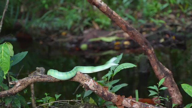 Bornean Keeled Green Pit Viper Striking From Tree Branch, Tropidolaemus subannulatus Lunging Forward With Open Mouth, Venomous Arboreal Snake, Borneo Rainforest, Indonesian Wildlife, Natural Predator
