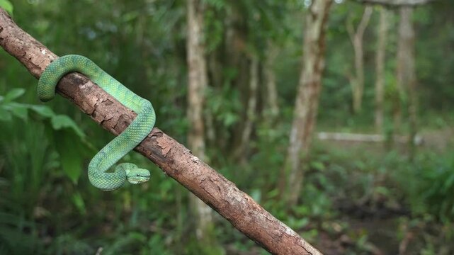 Green Pit Viper Resting on Branch Against Lush Tropical Forest Background, Bornean Keeled Green Pit Viper, Venomous Arboreal Snake, Indonesian Rainforest Wildlife, Natural Habitat