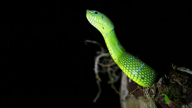 Bornean Keeled Green Pit Viper With Ant Crawling Across Its Scales Against Dark Black Forest Background, Tropidolaemus subannulatus, Close Up Arboreal Snake, Indonesian Borneo Wildlife, Tropical Repti