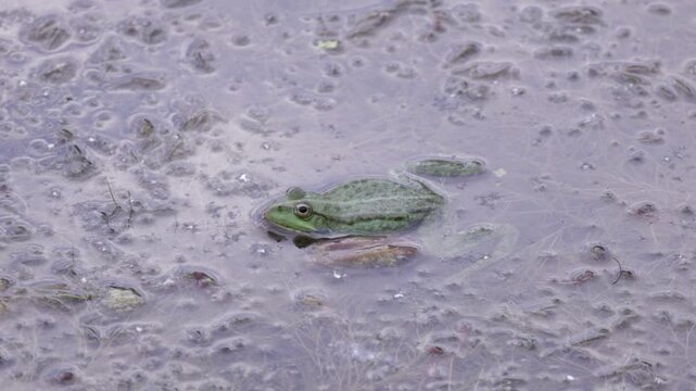 Vibrant green frog rests partially submerged in murky water, surrounded by a textured surface of bubbles and fine aquatic strands