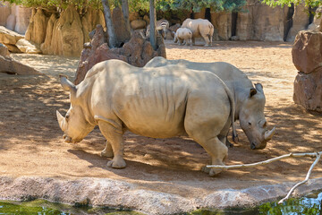Two white rhinoceroses drinking beside pond in natural safari habitat © Anna Baranova