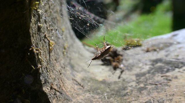 Sloe Bug (Dolycoris baccarum) or Hairy Shieldbug, escaping from a spider's web it had flown into on a gravestone in a churchyard. September, Kent, UK (Slow motion x4]	