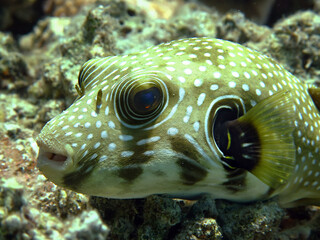 Whitespotted puffer (Arothron hispidus). Taken in Sharm El Sheikh. © lilithlita
