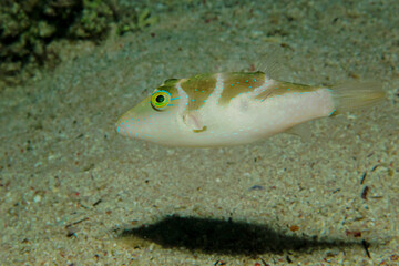 Crowned Toby (canthigaster coronata). Taken in Sharm El Sheikh, Egypt. © lilithlita