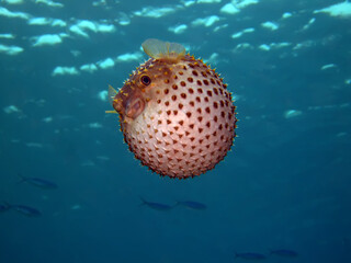 Yellow spotted burrfish. (Cyclithys spilostylus). Taken in Sharm El Sheikh, Egypt.  © lilithlita